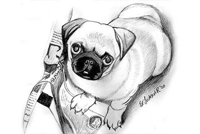 Chloe the Pug for Childrens Book